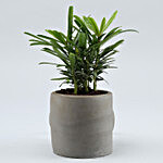 Podocarpus Plant In Sitting Man Ceramic Pot