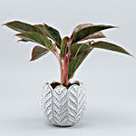 Red Aglaonema Plant In White Round Ceramic Pot