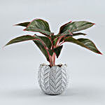Red Aglaonema Plant In White Round Ceramic Pot
