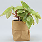 Red Philodendron Plant In Sack Shaped Pot