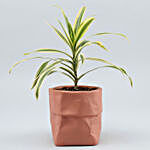 Song Of India Plant In Sack Shaped Pot
