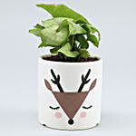 Syngonium Plant In White & Brown Ceramic Pot