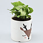 Syngonium Plant In White & Brown Ceramic Pot