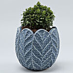 Table Kamini Plant In Blue & Grey Ceramic Pot