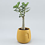 Adenium Desert Rose Plant In Yellow Face Pot