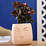 Begonia Plant In Pink Ceramic Face Pot