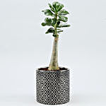 Adenium Desert Rose Plant In Silver & Golden Pot
