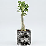 Adenium Desert Rose Plant In Silver & Golden Pot