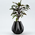 Baby Cordyline Plant In Black Conical Pot