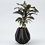 Baby Cordyline Plant In Black Conical Pot
