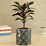 Baby Cordyline Plant In Zigzag Cylindrical Pot