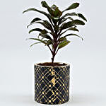 Baby Cordyline Plant In Zigzag Cylindrical Pot
