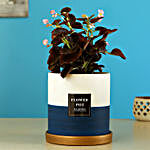 Begonia Plant In Ceramic Pot With Golden Plate