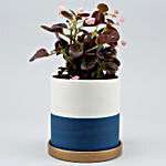 Begonia Plant In Ceramic Pot With Golden Plate