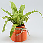 Bird Nest Fern Plant In Orange Ceramic Pot