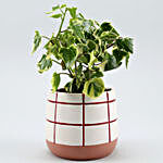 English Ivy Plant In Check Pattern Ceramic Pot