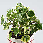 English Ivy Plant In Check Pattern Ceramic Pot