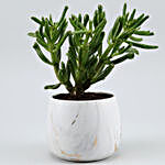 Euphorbia Sticks Plant In Round Marble Pot