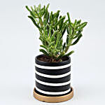 Euphorbia Sticks Plant In Striped Ceramic Planter