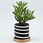 Euphorbia Sticks Plant In Striped Ceramic Planter