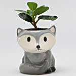 Ficus Compacta Plant In Grey Fox Ceramic Pot