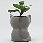 Ficus Compacta Plant In Grey Fox Ceramic Pot