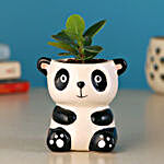 Ficus Compacta Plant In Panda Ceramic Pot