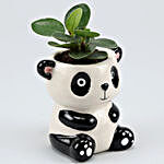 Ficus Compacta Plant In Panda Ceramic Pot