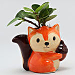 Ficus Compacta Plant In Sitting Fox Ceramic Pot