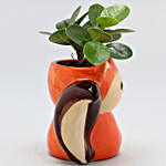 Ficus Compacta Plant In Sitting Fox Ceramic Pot