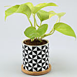 Golden Money Plant In Abstract Wooden Plate Pot
