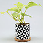 Golden Money Plant In Abstract Wooden Plate Pot