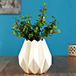 Jade Plant In White Conical Ceramic Pot