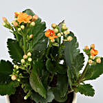 Kalanchoe Plant In Cat Print Pot With Golden Plate