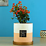 Kalanchoe Plant In Ceramic Pot With Golden Plate