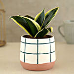 Milt Sansevieria Plant In Check Pattern Ceramic Pot