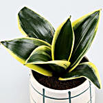 Milt Sansevieria Plant In Check Pattern Ceramic Pot