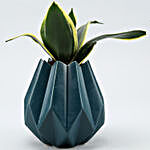 Milt Sansevieria Plant In Green Conical Pot