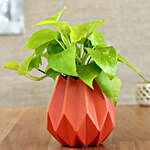 Money Plant In Orange Conical Pot
