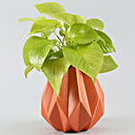 Money Plant In Orange Conical Pot