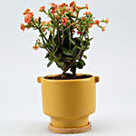 Orange Kalanchoe Plant In Yellow Pot With Wooden Plate