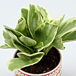 Peperomia Plant In Rangoli Pot With Wooden Plate