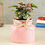 Pink Syngonium Plant In Pink Lining Pot