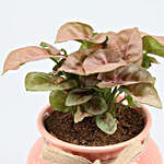 Pink Syngonium Plant In Pink Lining Pot