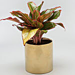 Red Aglaonema Plant In Golden Cylindrical Pot