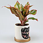 Red Aglaonema Plant In Golden Plate Cat Print Pot