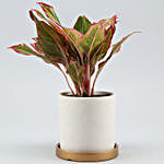 Red Aglaonema Plant In Golden Plate Cat Print Pot