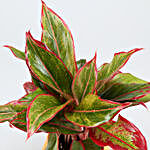 Red Aglaonema Plant In Yellow Lotus Shaped Pot