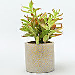Red Campfire Plant In Silver & Golden Ceramic Pot