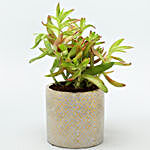 Red Campfire Plant In Silver & Golden Ceramic Pot